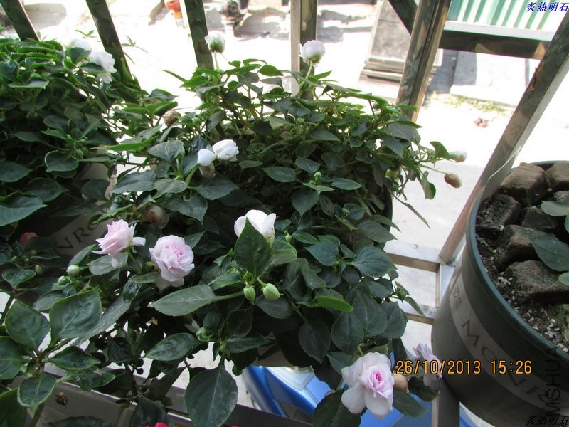 IMG_9614_nEO_IMG.jpg