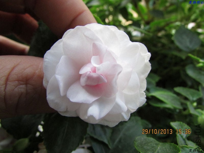 IMG_9777_nEO_IMG.jpg