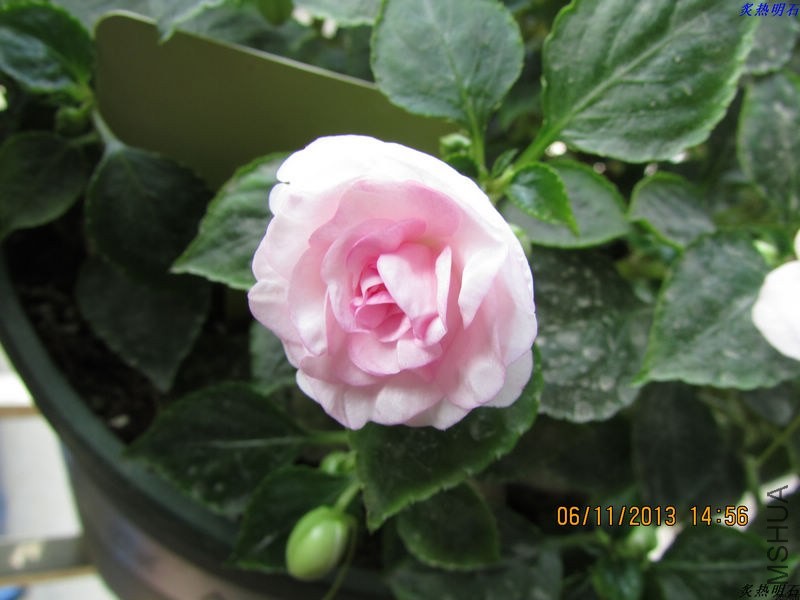 IMG_9902_nEO_IMG.jpg