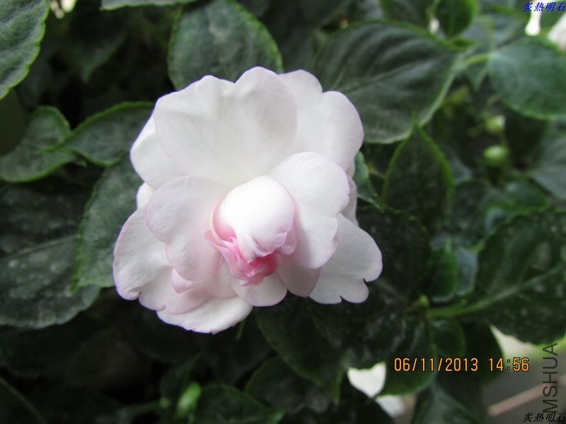 IMG_9903_nEO_IMG.jpg