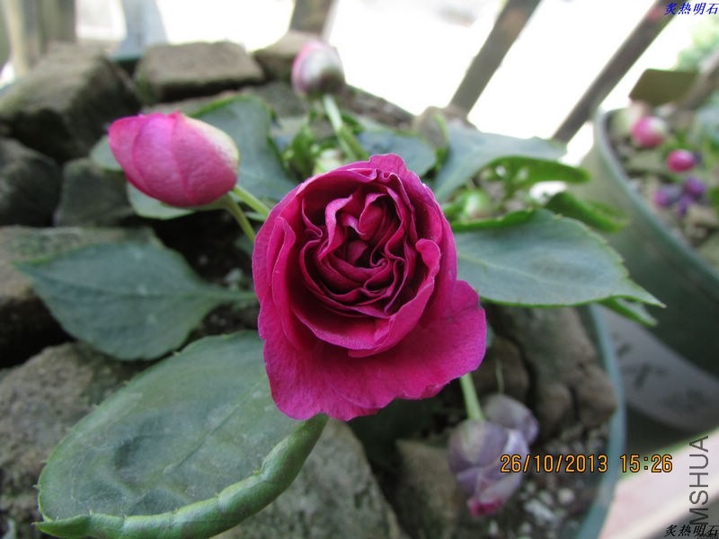 IMG_9616_nEO_IMG.jpg