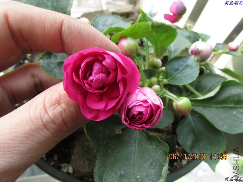 IMG_9918_nEO_IMG.jpg