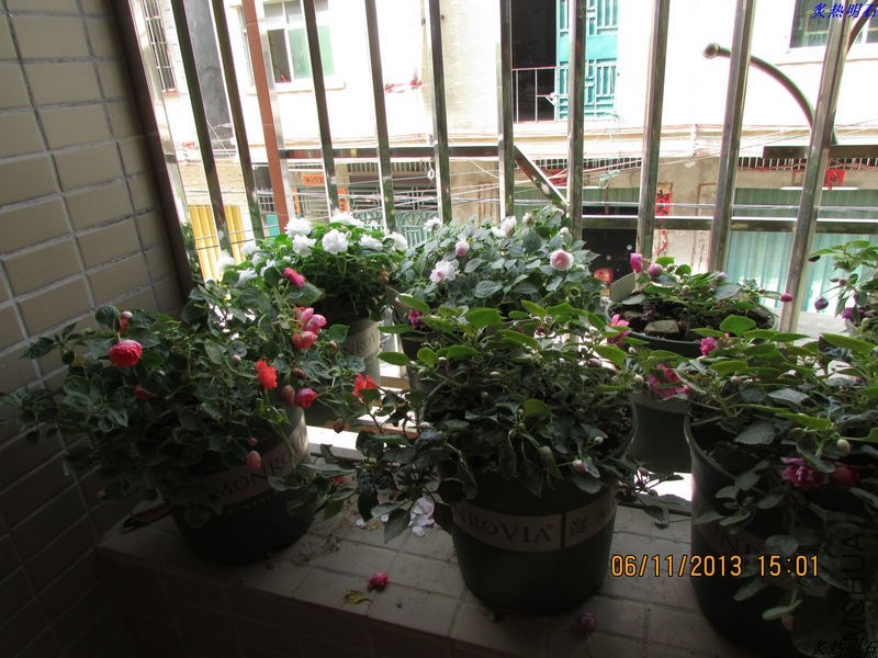 IMG_9920_nEO_IMG.jpg