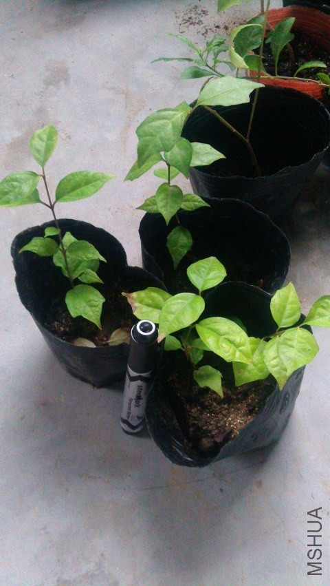 IMAG0599.jpg