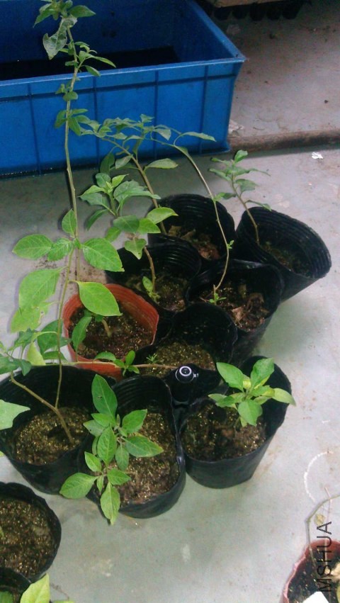 IMAG0600.jpg