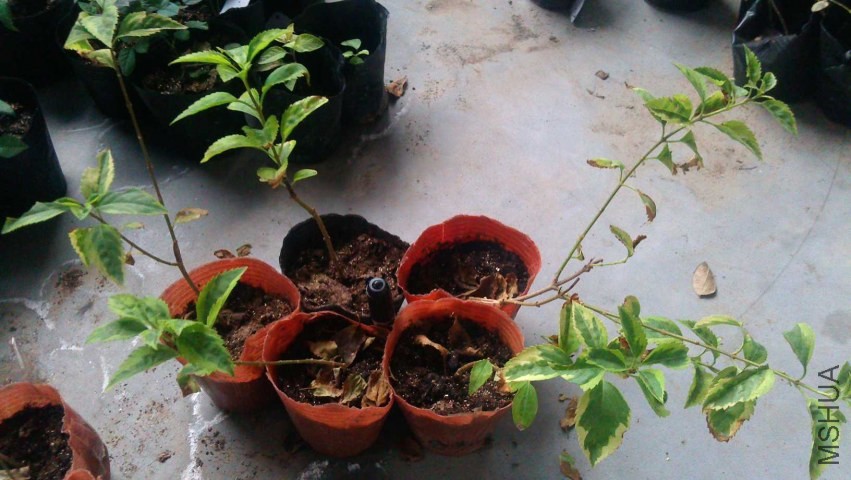 IMAG0601.jpg