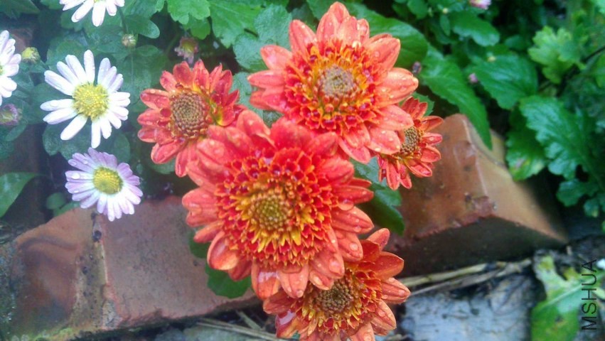IMAG0602.jpg