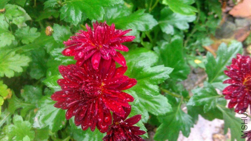 IMAG0603.jpg