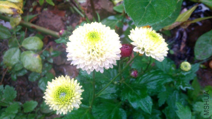IMAG0605.jpg
