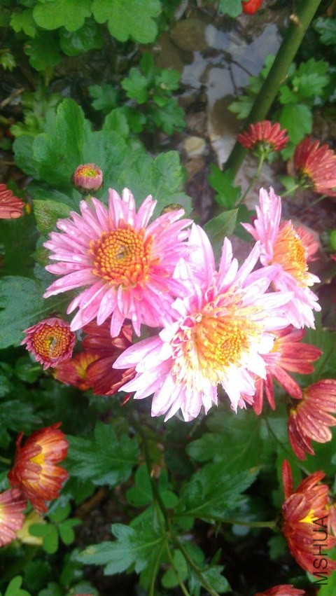 IMAG0607.jpg