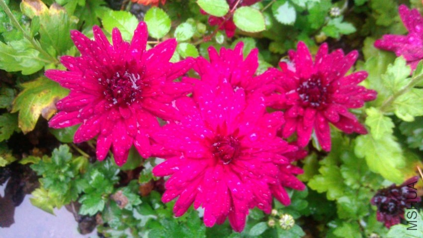IMAG0610.jpg
