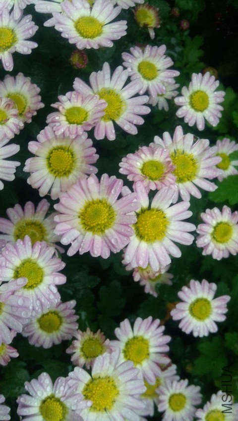 IMAG0611.jpg