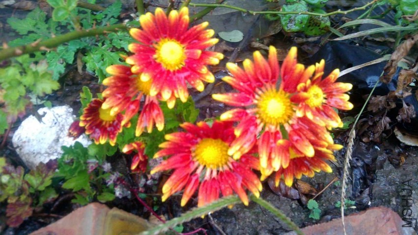 IMAG0614.jpg
