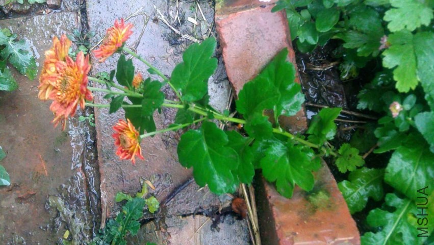 IMAG0616.jpg