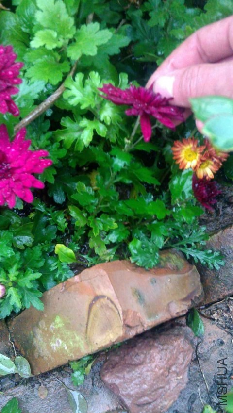 IMAG0617.jpg