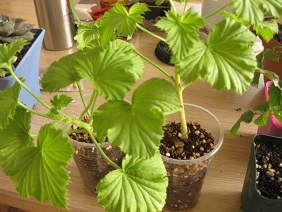 IMG_3647.JPG