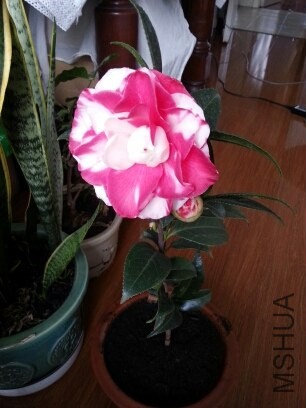 20131109_125415.jpg