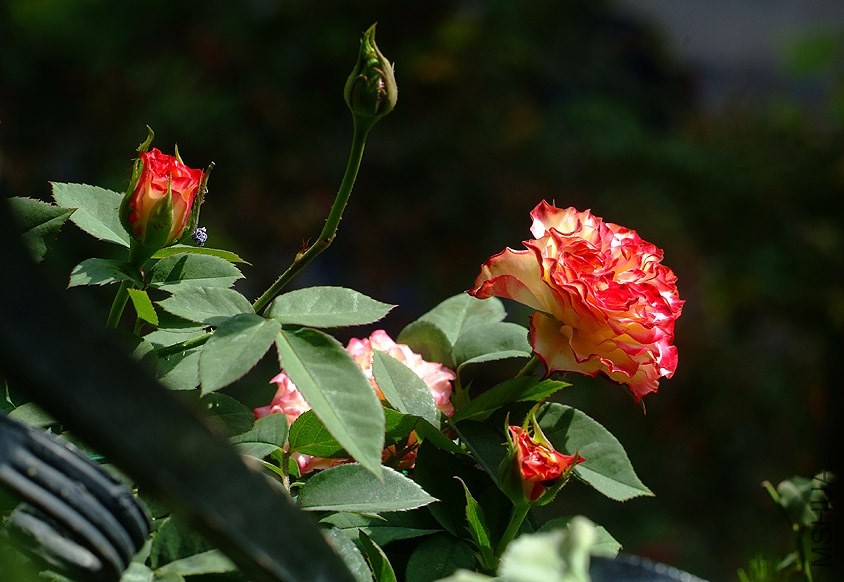 DSCF0401.jpg