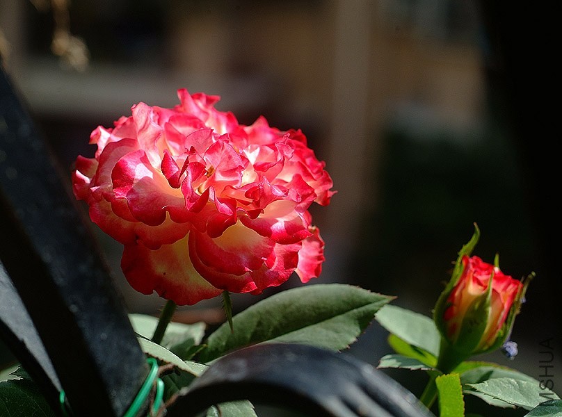 DSCF0410.jpg