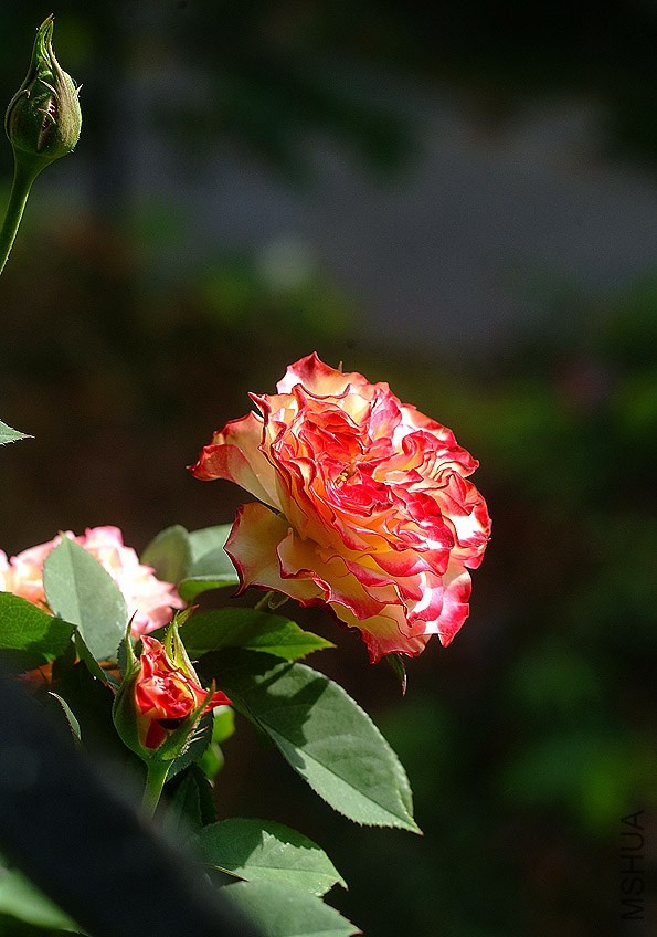 DSCF0406.jpg