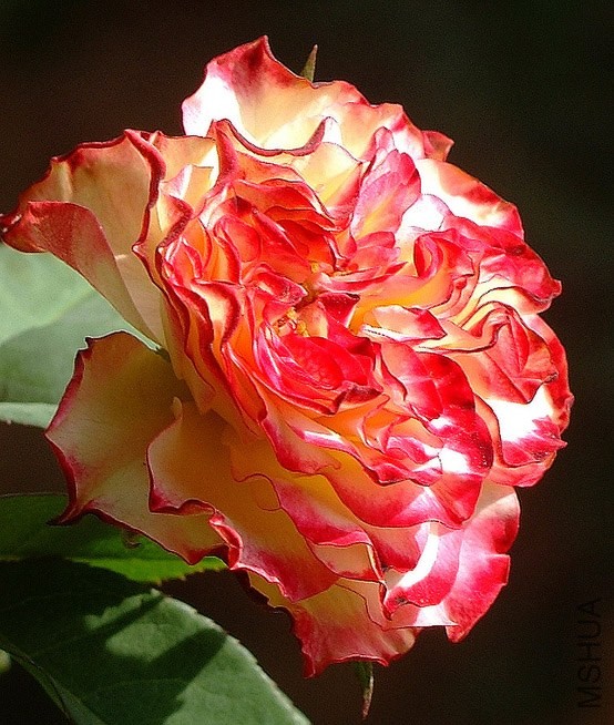 DSCF0405.jpg
