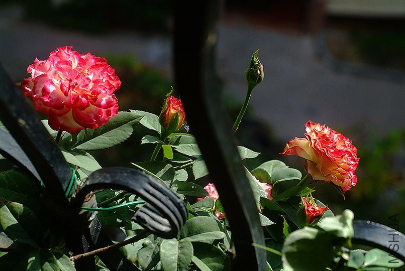 DSCF0404.jpg