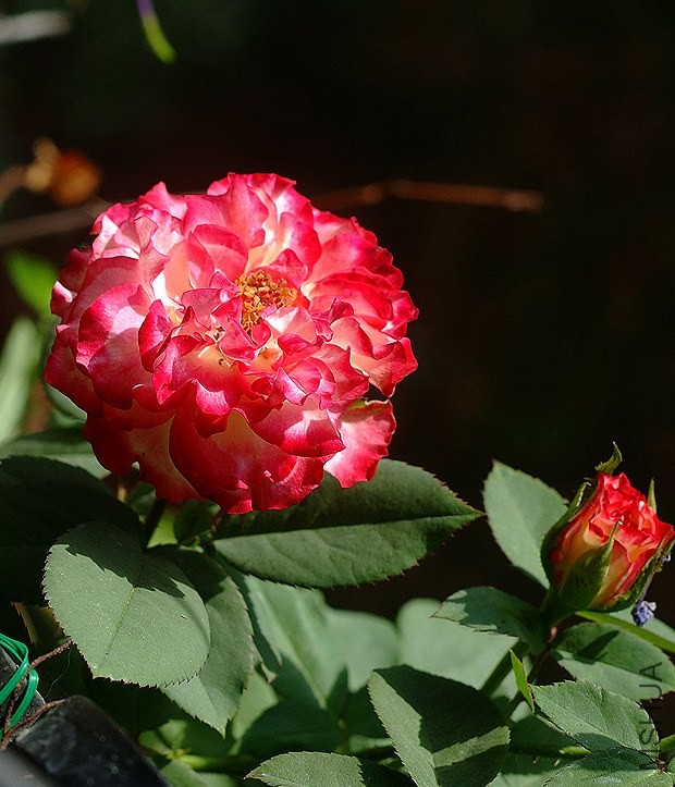 DSCF0409.jpg