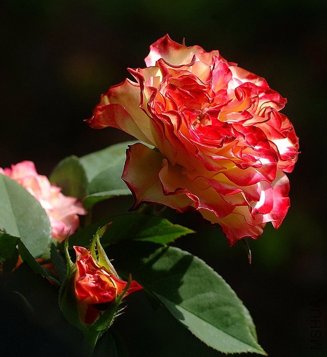 DSCF0407.jpg