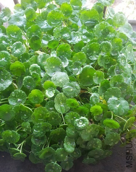 ��Ǯ�����ڳԷ��Ĵ������