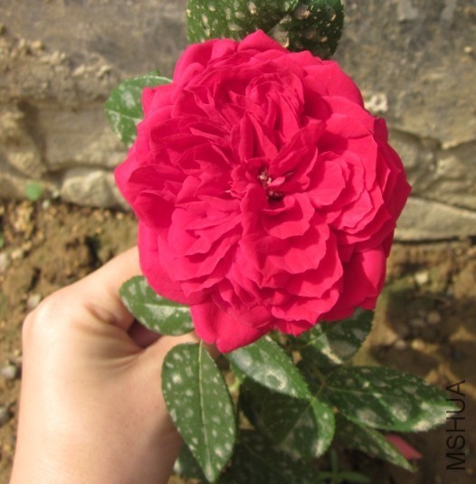QQ��ͼ20131109164808.jpg