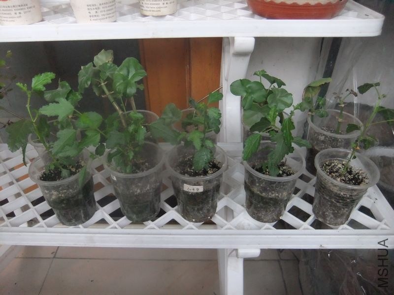 DSCF3871.jpg