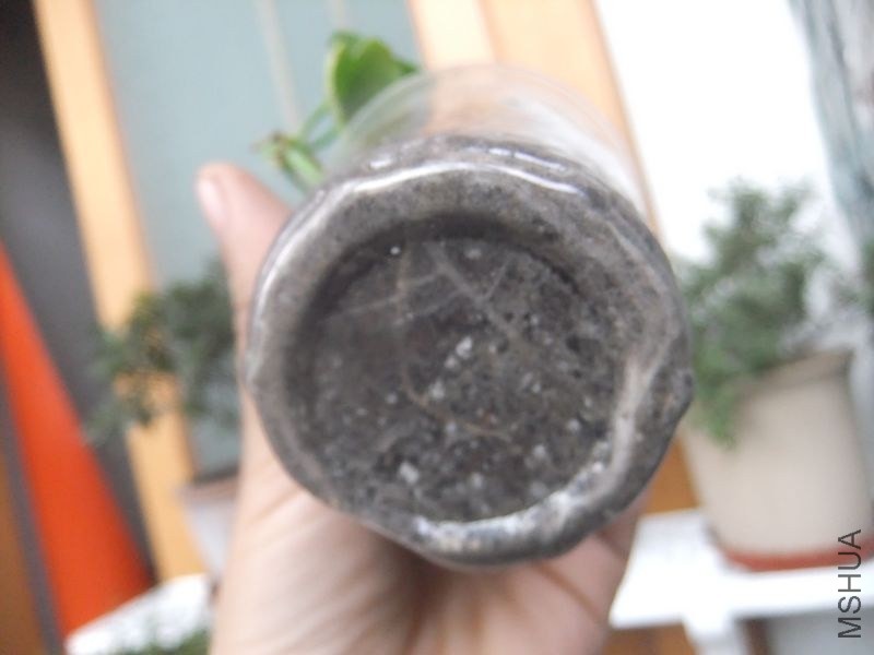 DSCF3873.jpg