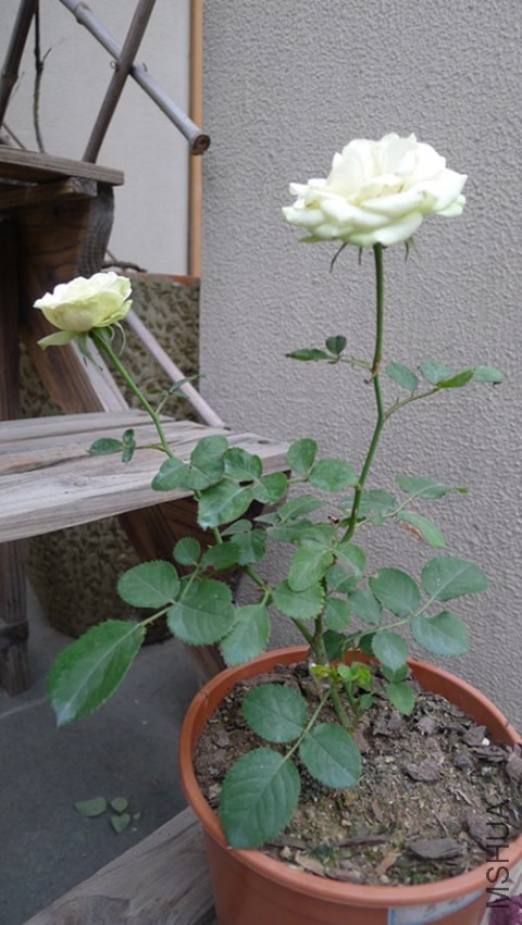 P1050206_����.jpg