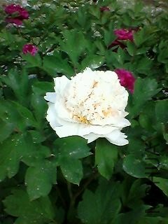 130505A138.jpg