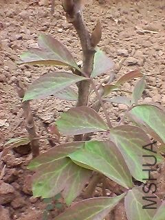 130920A287.jpg