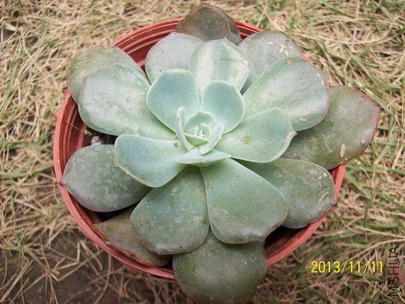 100_2775.JPG