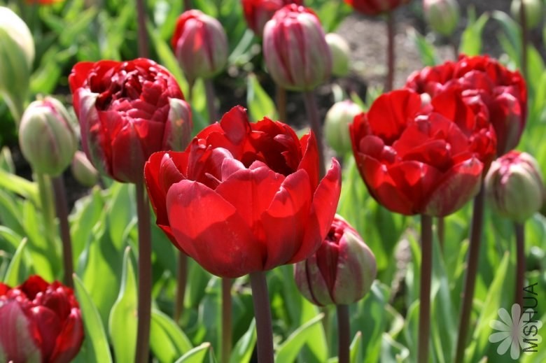 tulipa_uncle_tom_I7490P95841.jpg