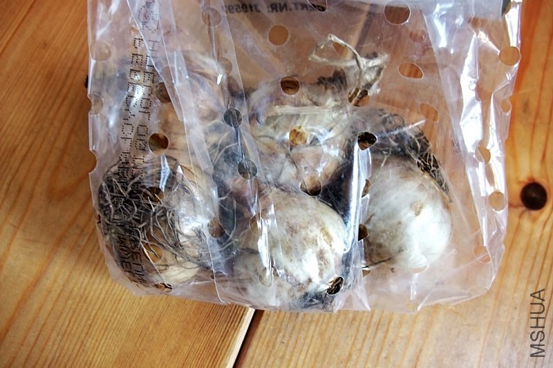 DSCF9396.JPG