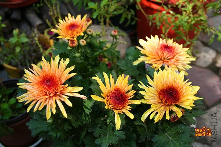 ��Ƭ 153_����.jpg