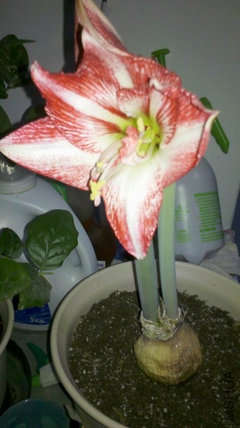 ������С ��ת 2013-11-11_19-53-22_374.jpg