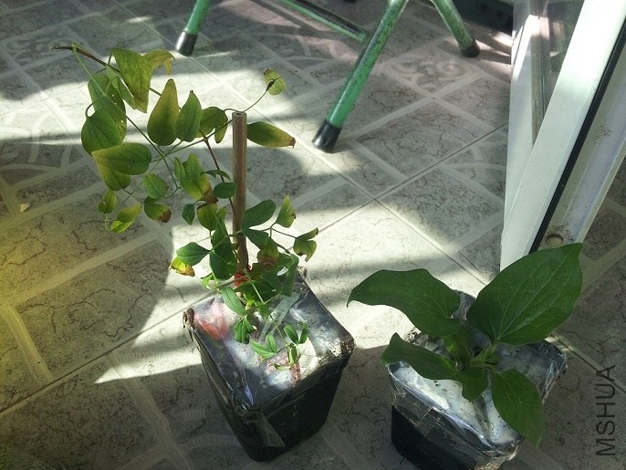 ���ٿ�����ˮ����Ȫ