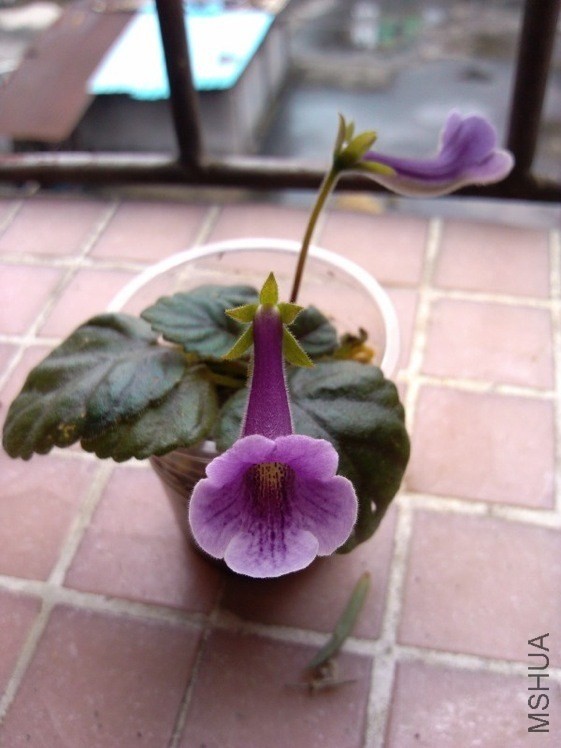 TIMG_405955064.02762.JPG