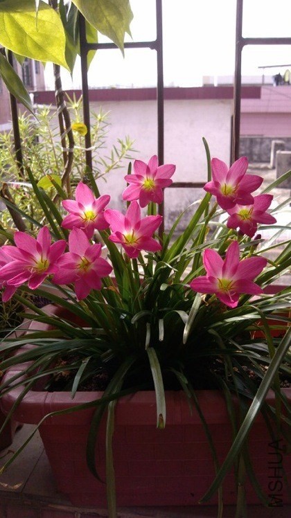 TIMG_405955849.52456.JPG