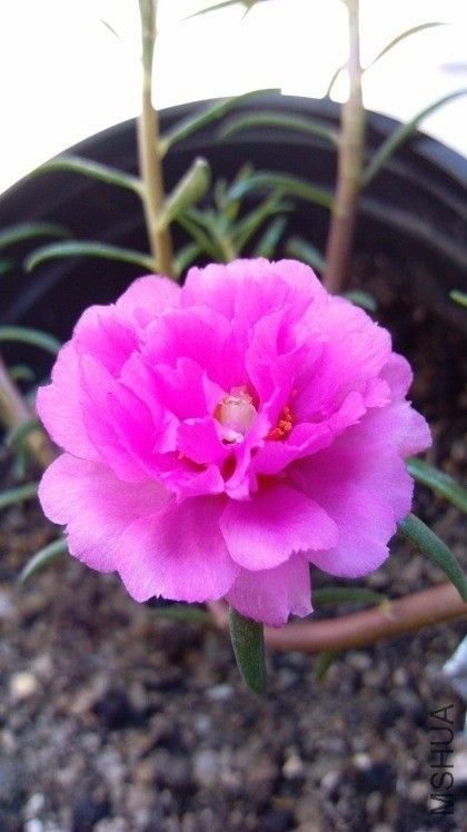 TIMG_405955863.80056.JPG