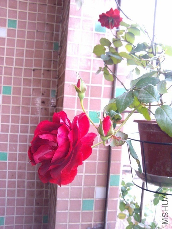 TIMG_405955933.73598.JPG