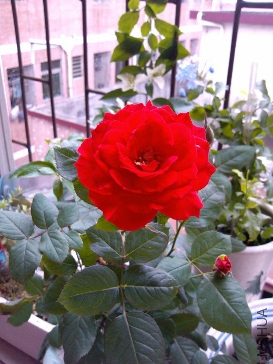 TIMG_405955963.07265.JPG