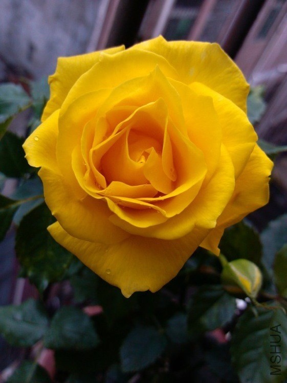 TIMG_405955975.03442.JPG