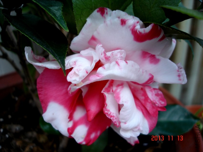 DSC01018.jpg
