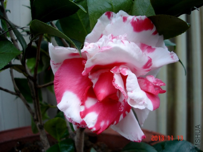 DSC01017.jpg