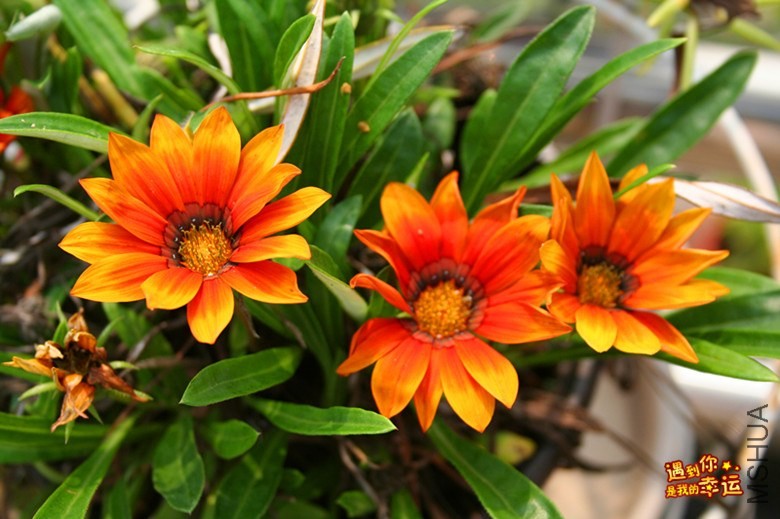 ��Ƭ 100_����.jpg